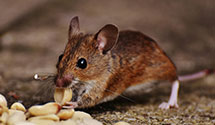 24 Hour & Emergency Exterminators in Huntsville, TX
